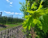 5 do wyboru na Klonowej, wymarzona lokalizacja | Zdjęcie 6