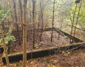 centrum, las, media, dwie do wyboru | Zdjęcie 8