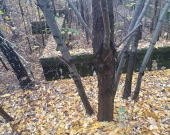 centrum, las, media, dwie do wyboru | Zdjęcie 9