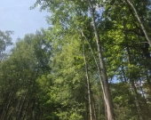 na końcu zamkniętej uliczki, za działką las, wz | Zdjęcie 9