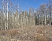 z prywatnym lasem, za działką też stare lasy | Zdjęcie 4