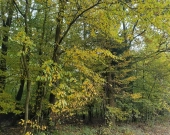 Lipnica Dolna - 7 hektarów 33 ary | Zdjęcie 11