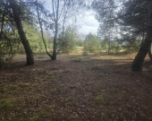 z wz, drzewami, w okolicy Kąpielisko, stacja PKP | Zdjęcie 6