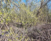 Doskoinała działka pod budowę domu jednorodzinnego | Zdjęcie 2