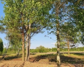 7 działek, ul. Szlachty, drzewa, niedługo MPZP | Zdjęcie 7