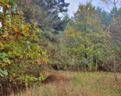 centrum, las, media, dwie do wyboru | Zdjęcie 1