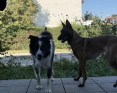 2pok, 36met, okolice Kosmonautów TARAS/OGRÓD (Wrocław) | Zdjęcie 4