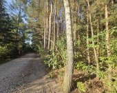 wz na 5 domów, prywatny las, lokalizacja | Zdjęcie 1