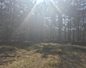 prywatny las, wz - dom jednorodzinny, droga gminna | Zdjęcie 9