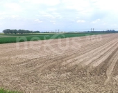 Działka 7374m2 ,budowlano-rolna, Dąbrowa Oleśnicka | Zdjęcie 3