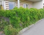 2pok, 43met, Giardini Verona BALKON/2015 (Wrocław) | Zdjęcie 7