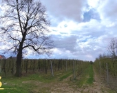 Zadbany sad jabłoniowy | Zdjęcie 1