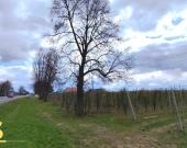 Zadbany sad jabłoniowy | Zdjęcie 2