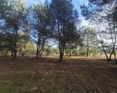 z wz, drzewami, w okolicy Kąpielisko, stacja PKP | Zdjęcie 4