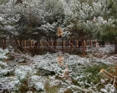 Atrakcyjna działka budowlana 3600 m² - Groszowice | Zdjęcie 3