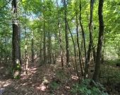 Siedlisko z domem i lasem, Gajowniki | Zdjęcie 7