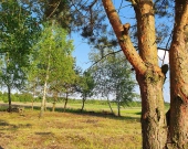 7 działek, ul. Szlachty, drzewa, niedługo MPZP | Zdjęcie 3