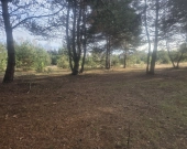 z wz, drzewami, w okolicy Kąpielisko, stacja PKP | Zdjęcie 9