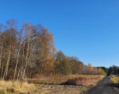 z prywatnym lasem, za działką też stare lasy | Zdjęcie 7