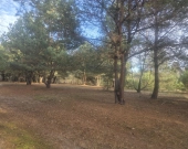 z wz, drzewami, w okolicy Kąpielisko, stacja PKP | Zdjęcie 2