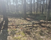 prywatny las, wz - dom jednorodzinny, droga gminna | Zdjęcie 8