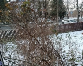 4pok, 80met, Okolice Starogajowej OGRÓD/GARAŻ (Wrocław) | Zdjęcie 7