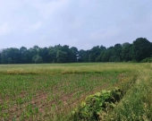 Działki Rolne (1000 m2) Skałka | Zdjęcie 2