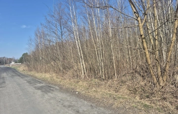 Zdjęcie główne ogłoszenia z prywatnym lasem, za działką też stare lasy