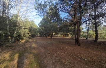 Zdjęcie główne ogłoszenia z wz, drzewami, w okolicy Kąpielisko, stacja PKP