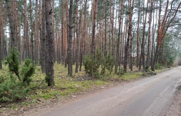Zdjęcie główne ogłoszenia Działka leśna ujęta w MPZP pod zabudowę