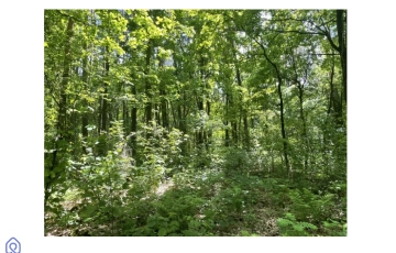 Zdjęcie główne ogłoszenia Syndyk sprzeda nieruchomość Skwirzowa Sandomierz las