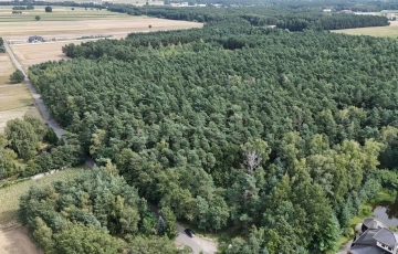 Zdjęcie główne ogłoszenia Las na sprzedaż - Koźlątków, gm. Lisków