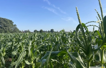 Zdjęcie główne ogłoszenia Zielona działka w Zielonej