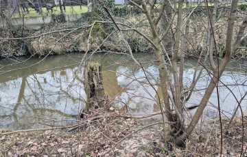 Zdjęcie główne ogłoszenia Złota, zejście do Mieni, drzewa, lokalizacja