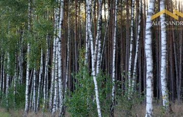 Zdjęcie główne ogłoszenia Dwie działki: rolna i leśna - Sojczyn Grądowy