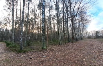 Zdjęcie główne ogłoszenia Działka leśna, Rynia, gm. Dobre