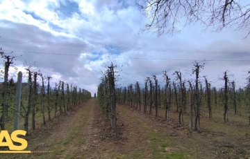 Zdjęcie główne ogłoszenia Zadbany sad jabłoniowy