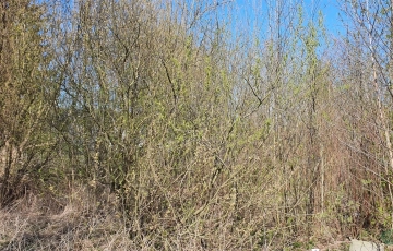 Zdjęcie główne ogłoszenia Doskoinała działka pod budowę domu jednorodzinnego