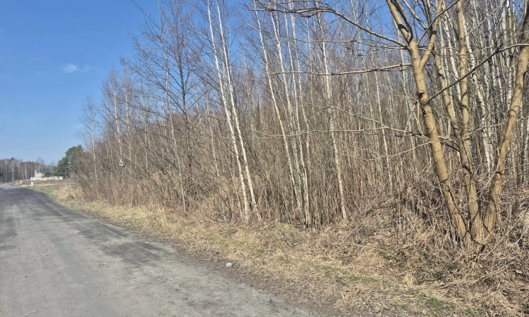 z prywatnym lasem, za działką też stare lasy | Zdjęcie główne