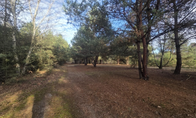 z wz, drzewami, w okolicy Kąpielisko, stacja PKP | Zdjęcie główne