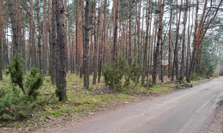 Działka leśna ujęta w MPZP pod zabudowę | Zdjęcie główne