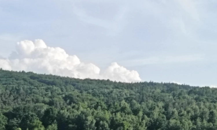 Działki leśne - 6 hektarów | Zdjęcie główne