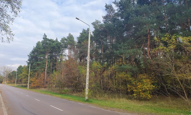 centrum, las, media, dwie do wyboru | Zdjęcie główne