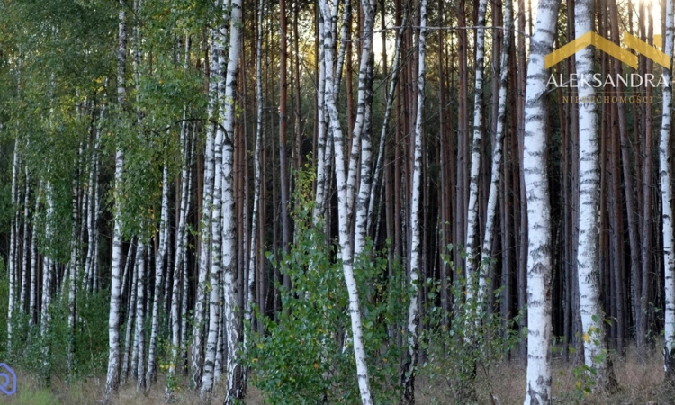 Dwie działki: rolna i leśna - Sojczyn Grądowy | Zdjęcie główne