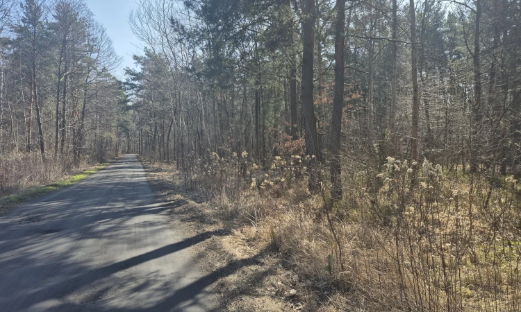 prywatny las, wz - dom jednorodzinny, droga gminna | Zdjęcie główne