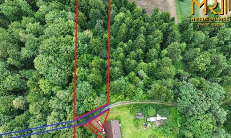 Działka leśna w gminie Ryglice | Zdjęcie główne