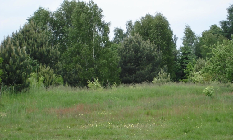 OKAZJA sprzedam działkę inwestycyjna - Wiewiorczyn | Zdjęcie główne