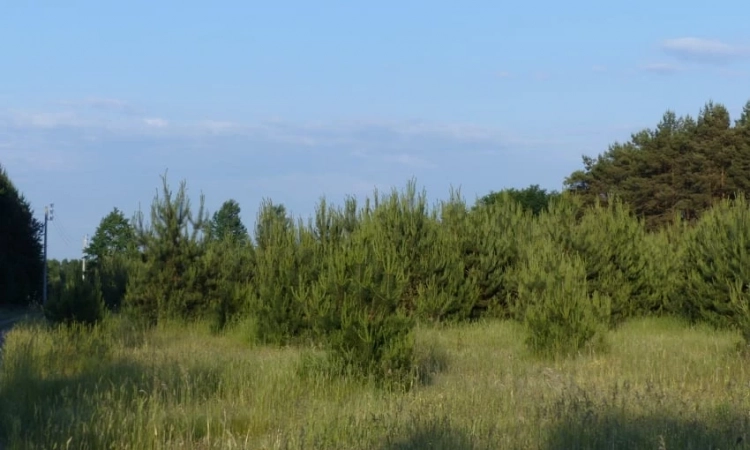 9 ha wśród lasów | Zdjęcie główne