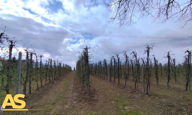 Zadbany sad jabłoniowy | Zdjęcie główne