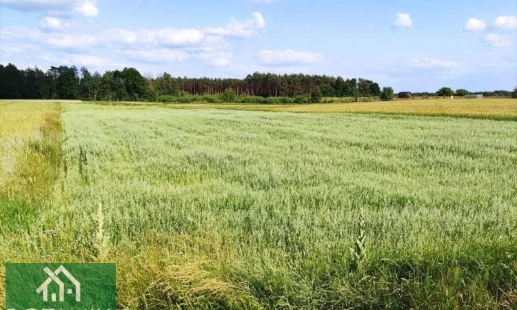 Działka, Krasne | Zdjęcie główne